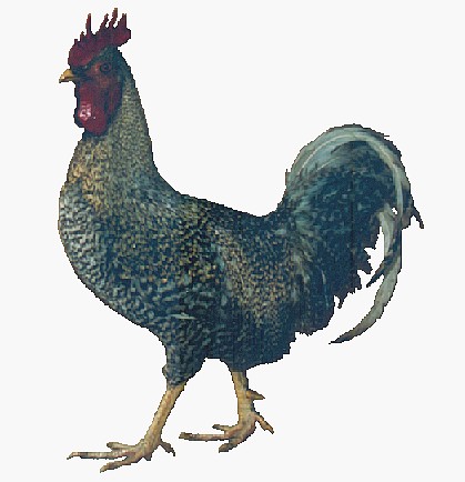 coq coucou de Flandre (A.Detroy,mus�e d'Histoire naturelle de Lille)