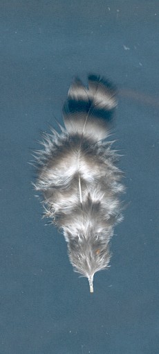 plume COUCOU caract�ristique