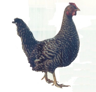 poule coucou de Flandre (A.Detroy,mus�e d'Histoire naturelle de Lille)